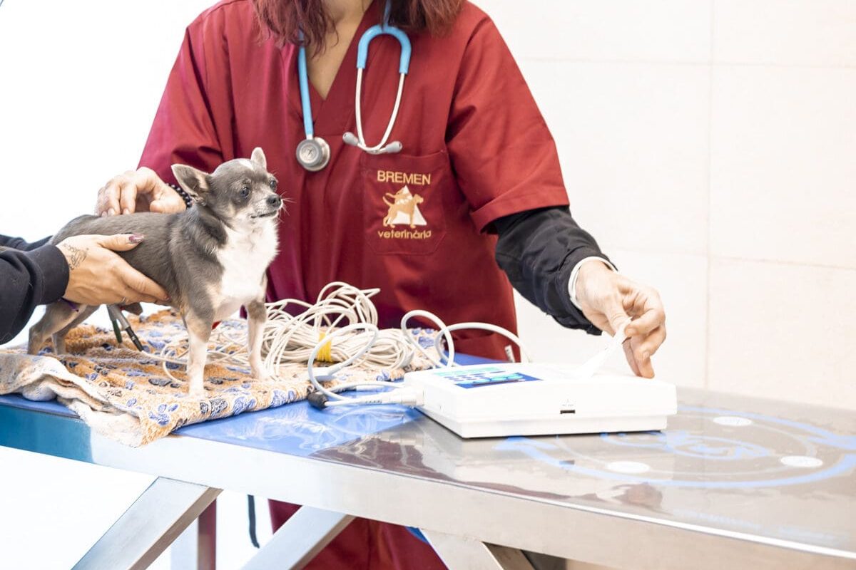 Bremen-instalaciones-eco medicion presion arterial a perro en bremen veterinaria sabadell