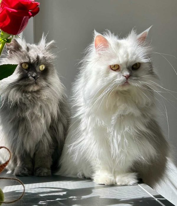 F-frida-leo-lorenavalero