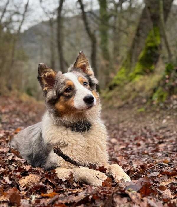 F-goa-cristinaguerrero