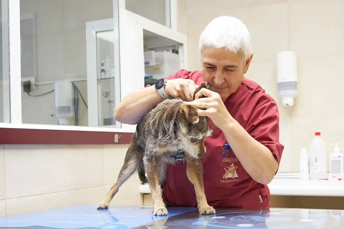 bremen-veterinaria-sabadell-dermatologia bremen-veterinaria-sabadell-dermatologia