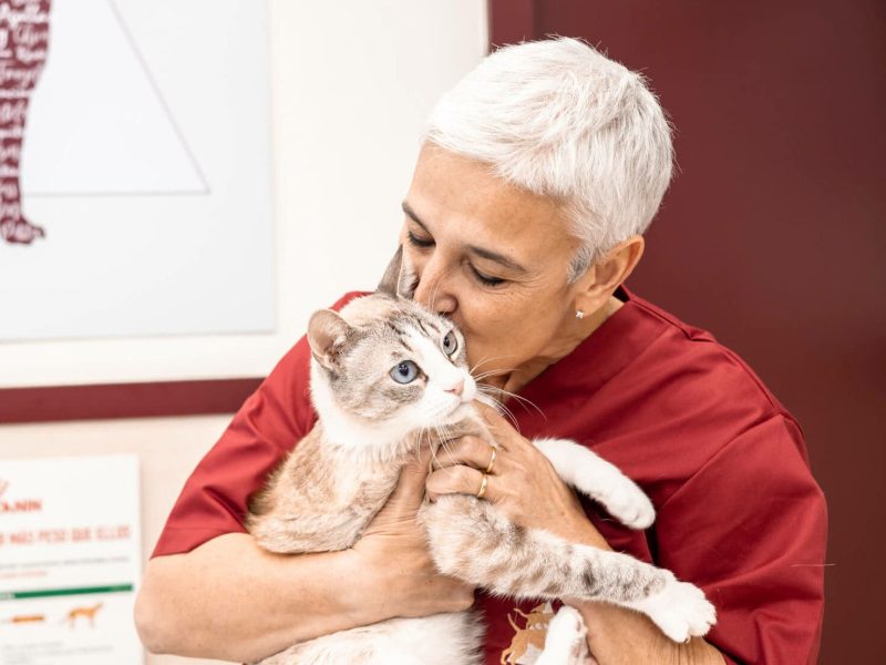 Plan Salud gatos en Bremen Veterinaria Sabadell