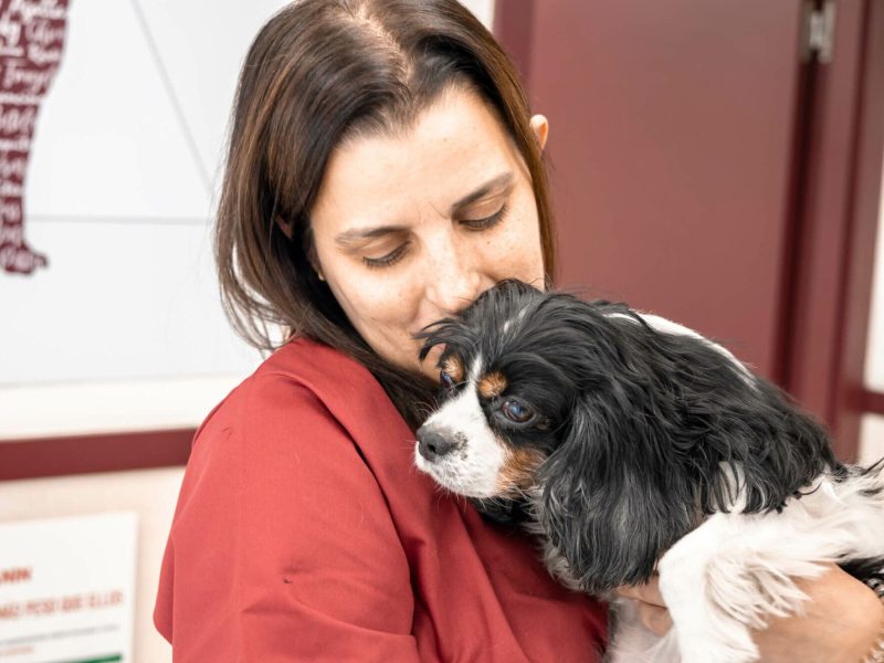 Plan Salud perros en Bremen Veterinaria Sabadell